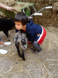 Max holding a sheep at the Texel Sheep Farm at Den Burg