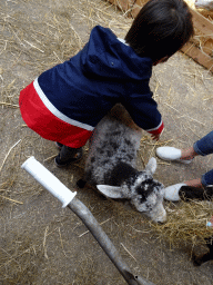 Max holding a sheep at the Texel Sheep Farm at Den Burg