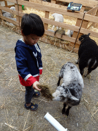 Max feeding a sheep at the Texel Sheep Farm at Den Burg