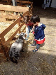 Max feeding a sheep at the Texel Sheep Farm at Den Burg