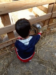 Max feeding a Ryeland sheep at the Texel Sheep Farm at Den Burg