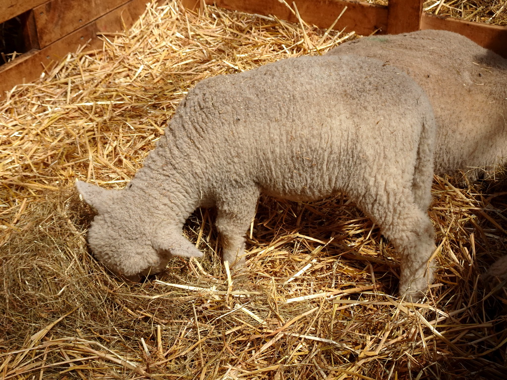 Lambs at the Texel Sheep Farm at Den Burg