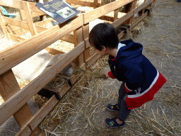 Max feeding a Ryeland sheep at the Texel Sheep Farm at Den Burg, with explanation