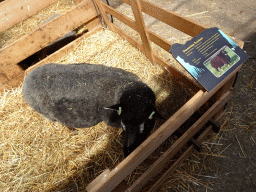 Dassenkop Texelaar sheep at the Texel Sheep Farm at Den Burg, with explanation