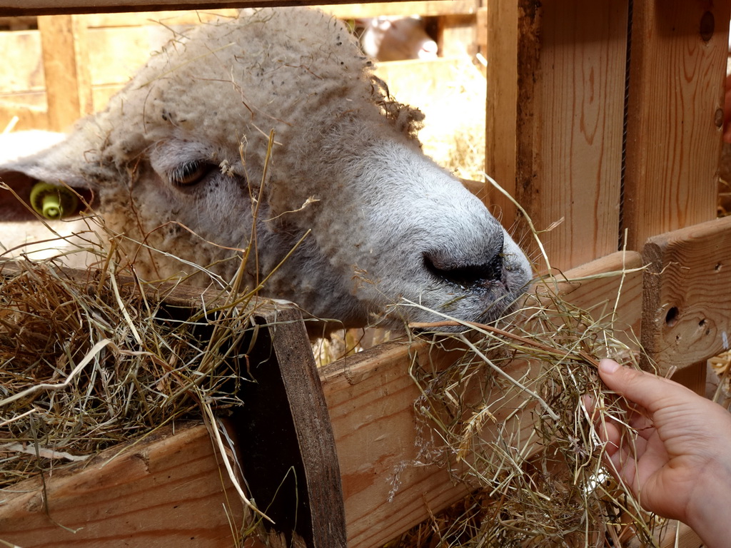 Max feeding a Ryeland sheep at the Texel Sheep Farm at Den Burg