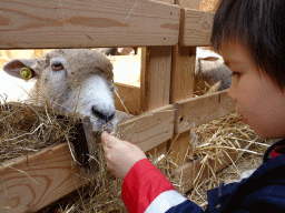 Max feeding a Ryeland sheep at the Texel Sheep Farm at Den Burg