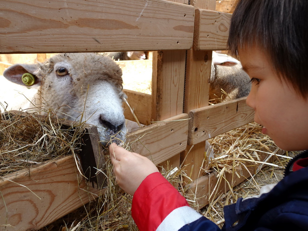 Max feeding a Ryeland sheep at the Texel Sheep Farm at Den Burg