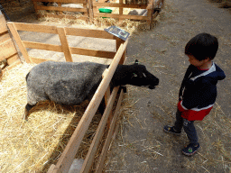 Max with a Dassenkop Texelaar sheep at the Texel Sheep Farm at Den Burg, with explanation