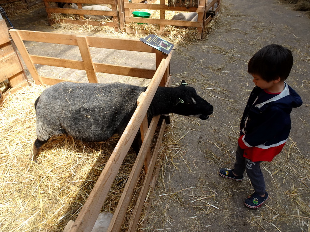 Max with a Dassenkop Texelaar sheep at the Texel Sheep Farm at Den Burg, with explanation
