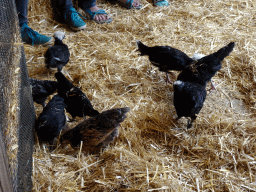 Chickens at the Texel Sheep Farm at Den Burg