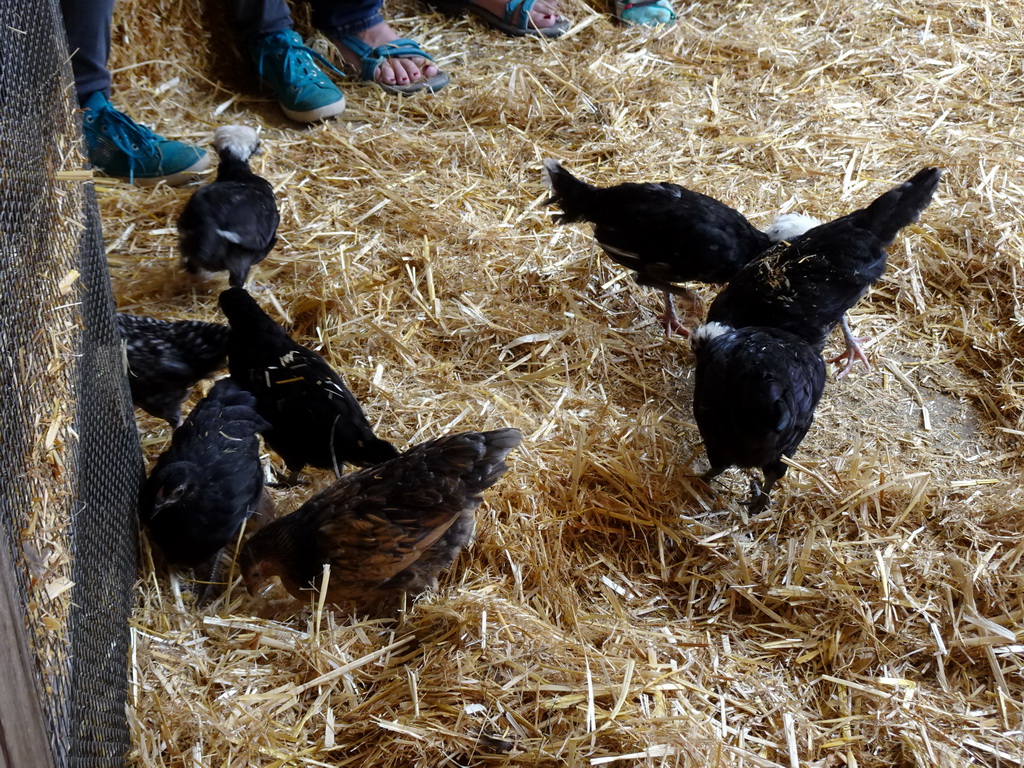 Chickens at the Texel Sheep Farm at Den Burg