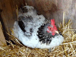 Chicken at the Texel Sheep Farm at Den Burg