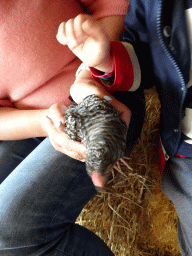 Miaomiao and Max cuddling a chicken at the Texel Sheep Farm at Den Burg