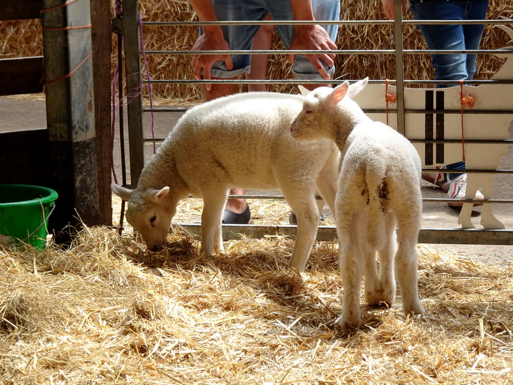 Lambs at the Texel Sheep Farm at Den Burg