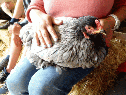 Miaomiao cuddling a chicken at the Texel Sheep Farm at Den Burg