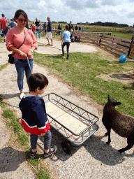Miaomiao and Max with a sheep and a cart at the Texel Sheep Farm at Den Burg