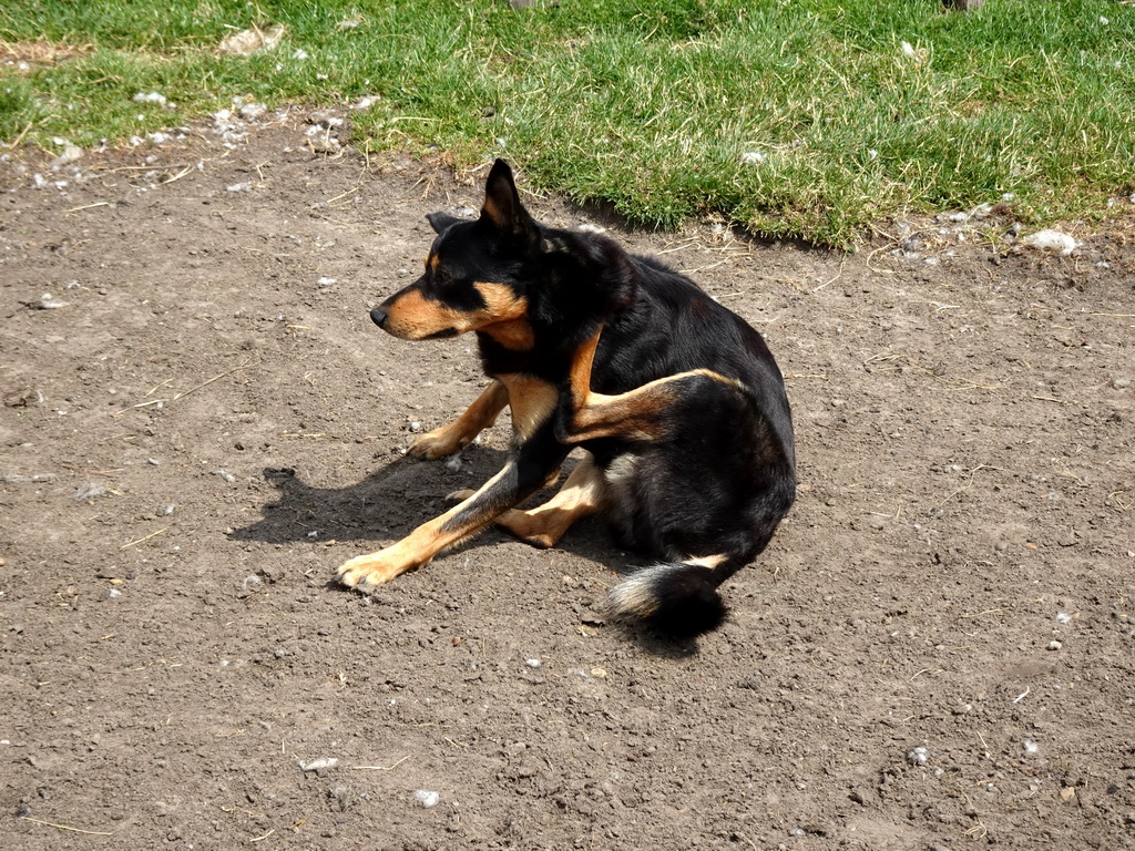 Australian Working Kelpie at the Texel Sheep Farm at Den Burg