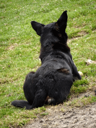 Australian Working Kelpie at the Texel Sheep Farm at Den Burg