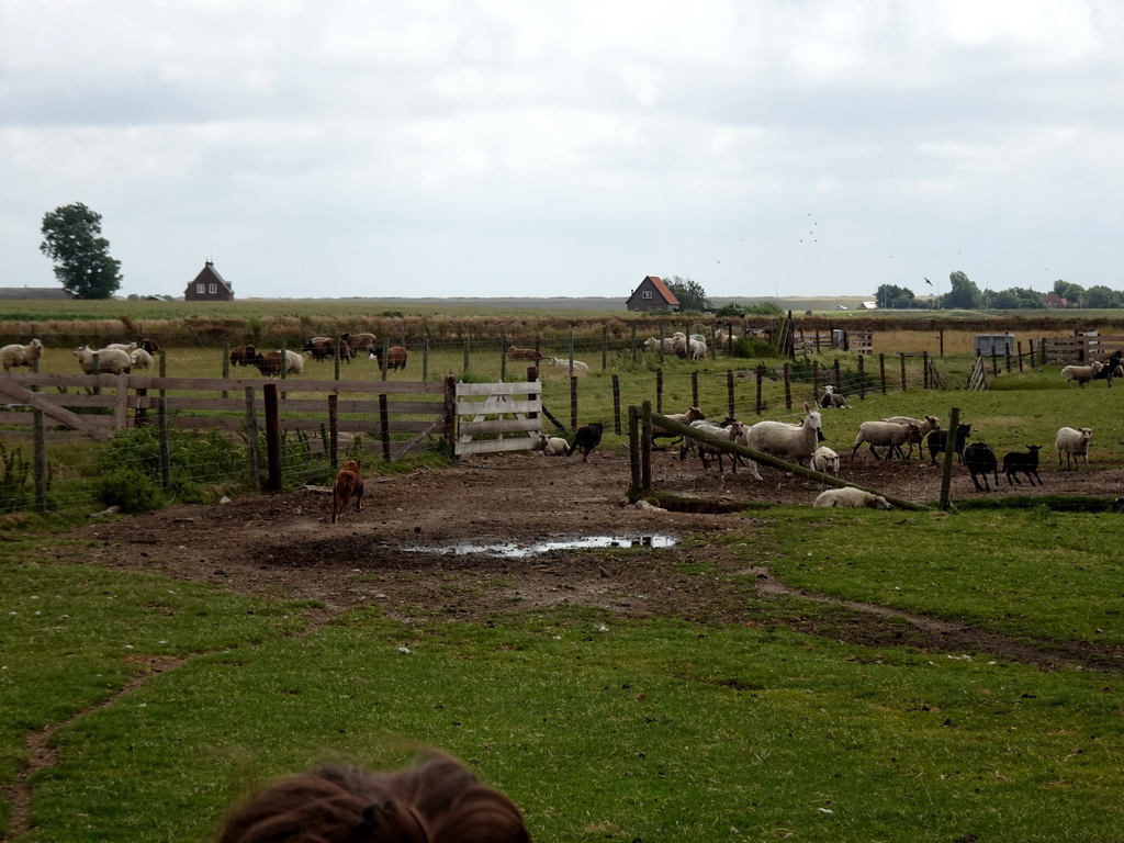 Australian Working Kelpies and sheep at the Texel Sheep Farm at Den Burg