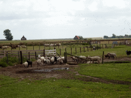 Australian Working Kelpies and sheep at the Texel Sheep Farm at Den Burg