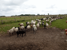 Australian Working Kelpies and sheep at the Texel Sheep Farm at Den Burg