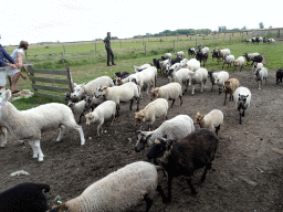 Australian Working Kelpies and sheep at the Texel Sheep Farm at Den Burg