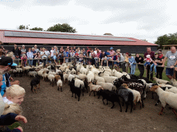 Australian Working Kelpies and sheep at the Texel Sheep Farm at Den Burg