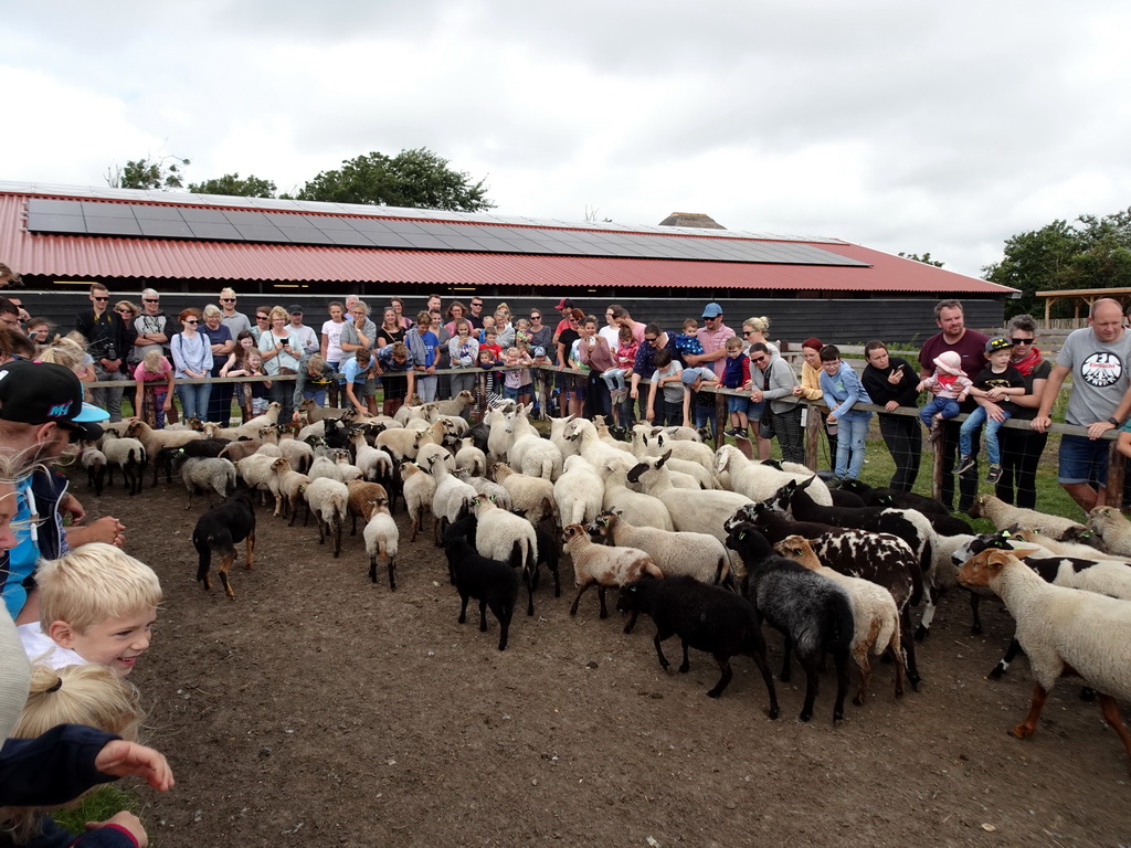 Australian Working Kelpies and sheep at the Texel Sheep Farm at Den Burg