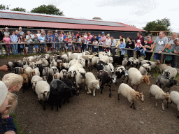 Australian Working Kelpies and sheep at the Texel Sheep Farm at Den Burg
