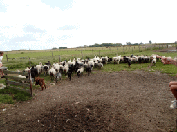 Australian Working Kelpies and sheep at the Texel Sheep Farm at Den Burg