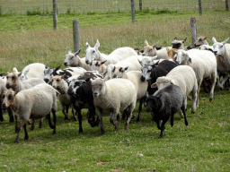 Sheep at the Texel Sheep Farm at Den Burg