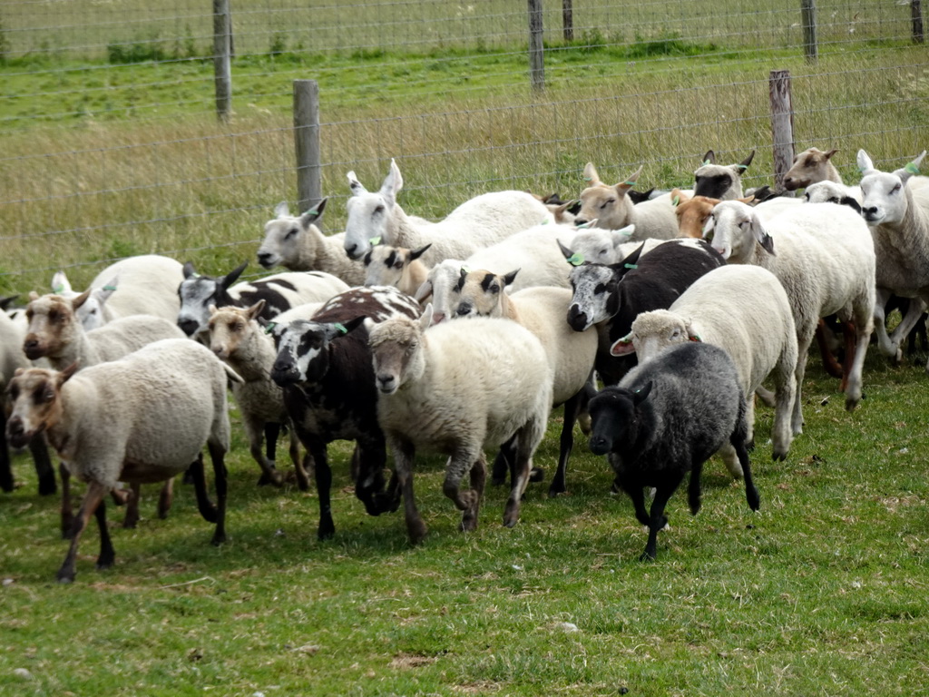 Sheep at the Texel Sheep Farm at Den Burg