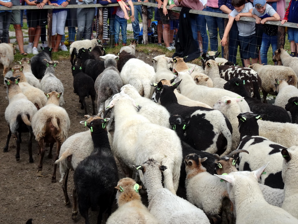 Sheep at the Texel Sheep Farm at Den Burg