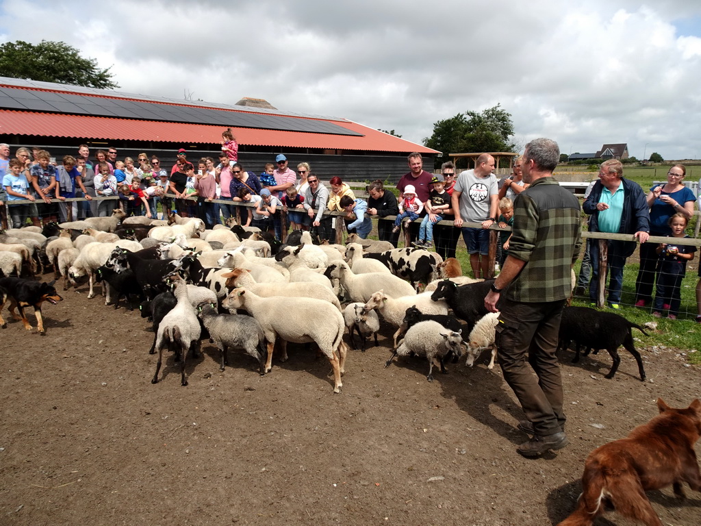 Shepherd, Australian Working Kelpies and sheep at the Texel Sheep Farm at Den Burg