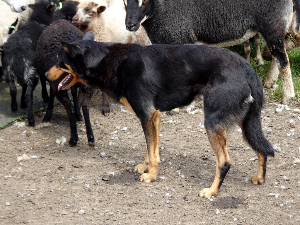 Australian Working Kelpie and sheep at the Texel Sheep Farm at Den Burg