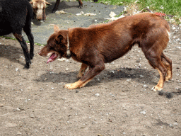 Australian Working Kelpie and sheep at the Texel Sheep Farm at Den Burg