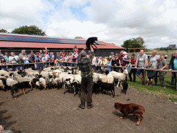 Shepherd, Australian Working Kelpies and sheep at the Texel Sheep Farm at Den Burg