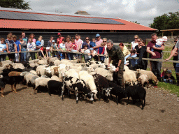 Shepherd, Australian Working Kelpies and sheep at the Texel Sheep Farm at Den Burg
