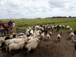 Australian Working Kelpies and sheep at the Texel Sheep Farm at Den Burg