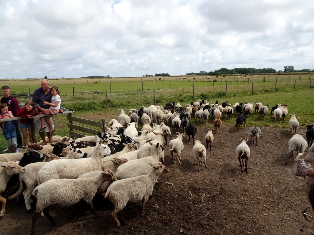 Australian Working Kelpies and sheep at the Texel Sheep Farm at Den Burg
