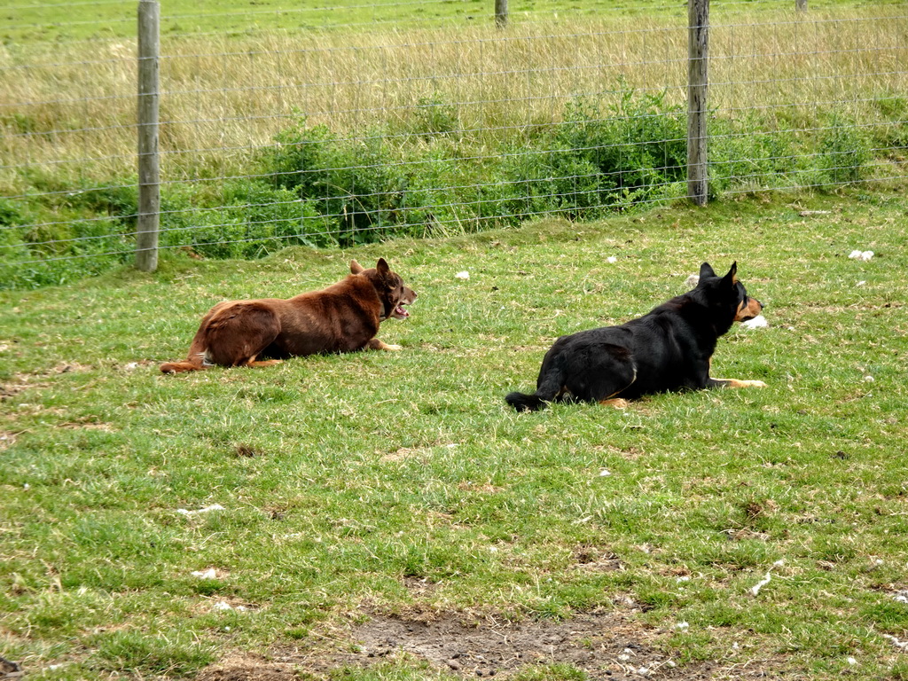 Australian Working Kelpies at the Texel Sheep Farm at Den Burg