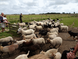 Shepherd, Australian Working Kelpie and sheep at the Texel Sheep Farm at Den Burg
