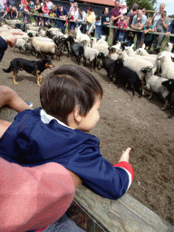 Max looking at the Australian Working Kelpies and sheep at the Texel Sheep Farm at Den Burg