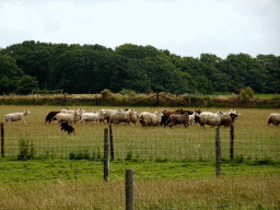 Australian Working Kelpie and sheep at the Texel Sheep Farm at Den Burg