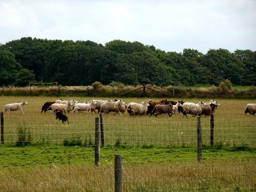Australian Working Kelpie and sheep at the Texel Sheep Farm at Den Burg