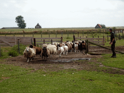 Shepherd and sheep at the Texel Sheep Farm at Den Burg