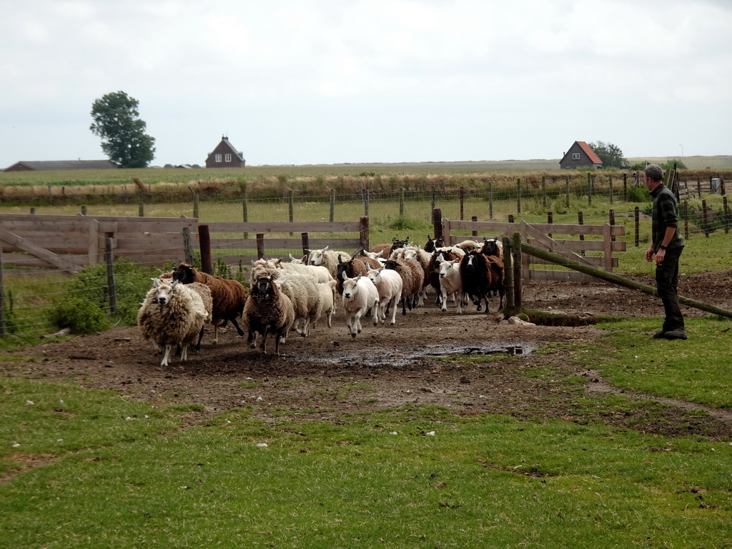Shepherd and sheep at the Texel Sheep Farm at Den Burg