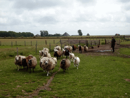 Shepherd, Australian Working Kelpies and sheep at the Texel Sheep Farm at Den Burg