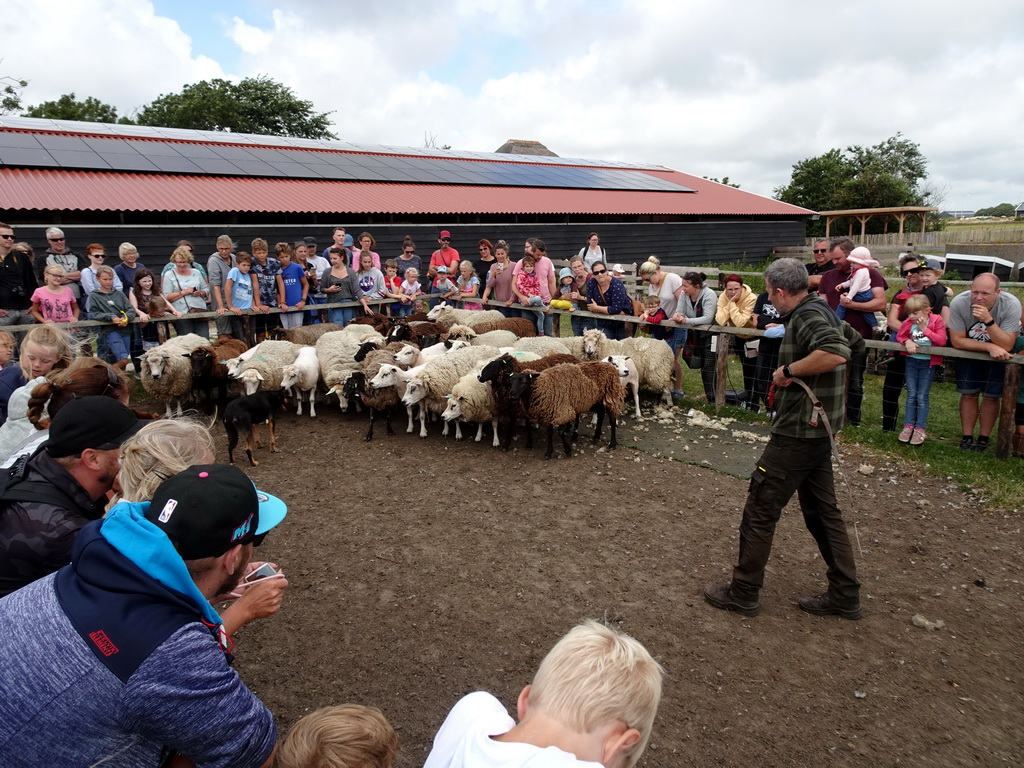 Shepherd, Australian Working Kelpie and sheep at the Texel Sheep Farm at Den Burg