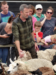 Shepherd and sheep at the Texel Sheep Farm at Den Burg
